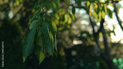 green parrot on a branch
