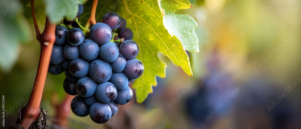 Fototapeta premium A sunny day features a vine laden with bunches of grapes and green leaves