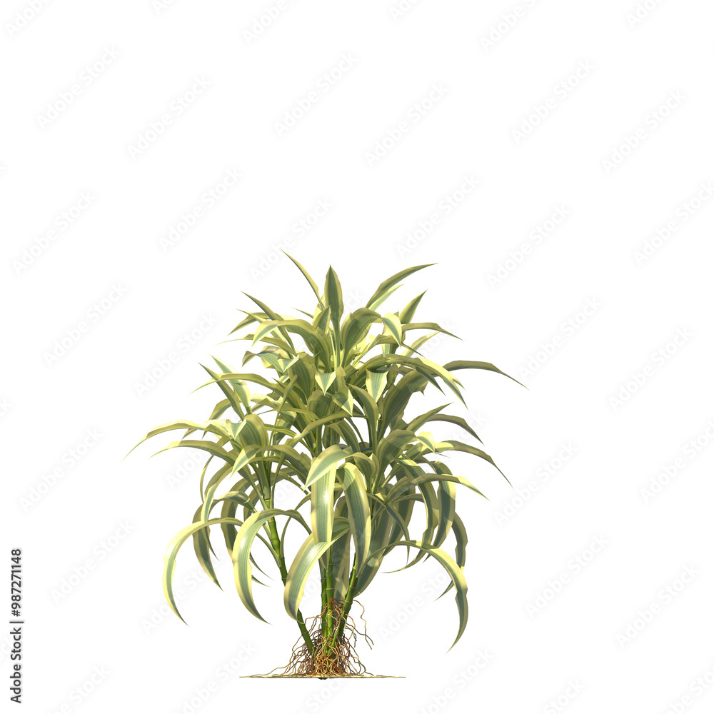 Fototapeta premium Dracaena sanderiana, Lucky bamboo, evergreen, small tree, bush, light for daylight, easy to use, 3d render, isolated