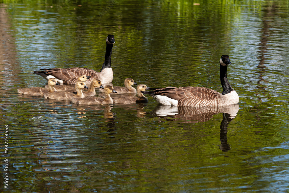 A Canada Goose (Branta canadensis) family of two parents and 7 goslings swimming in a pond. A Canada Goose (Branta canadensis) family of two parents and 7 goslings swimming in a pond.
