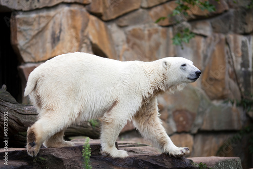 Polar Bear Strolls Gracefully at Berlin Zoo in Germany During the Day