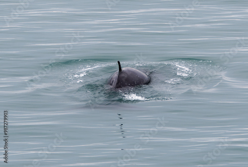 Northern Minke Whale, Bockfjorden, Spitsbergen, Svalbard photo