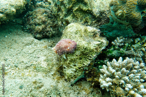 Fototapeta Naklejka Na Ścianę i Meble -  Indonesia Lembeh - Marine life Coral reef with Nudibranch - Sea slug - Goniobranchus reticulatus