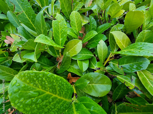 English Laurel Prunus Laurocerasus Rotundifolia