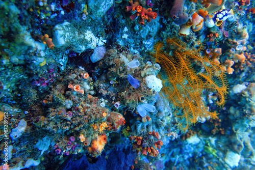 Indonesia Lembeh - Marine life - Colourful Ascidiacea - Ascidian - Sea squirt - Leather Spong