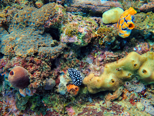 Indonesia Lembeh - Marine life Coral reef with Nudibranch and Gold-mouth sea squirt - Sea slug - Phyllidiella pustulosa photo