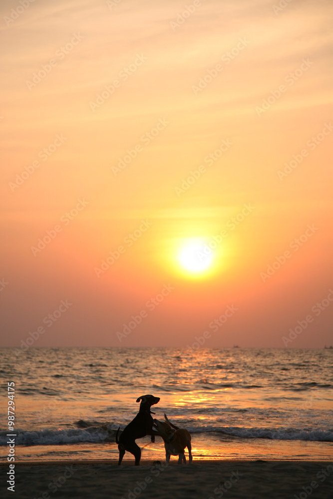 Obraz premium silhouette of two dogs playing on a beach at sunset, Goa, India