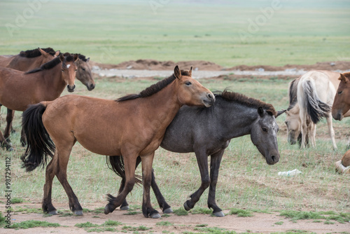 A beautiful Mongolian horses in steppe nature landscape.