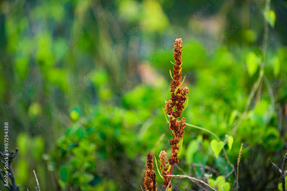 The flowers and plants that grow naturally in the fields are the main vegetation in the eastern part of North China The flowers and plants that grow naturally in the fields are the main vegetation in the eastern part of North China
