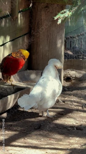 Golden pheasants on a mountain farm