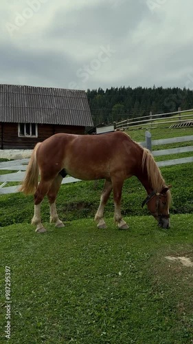Horse on a farm in the mountains
