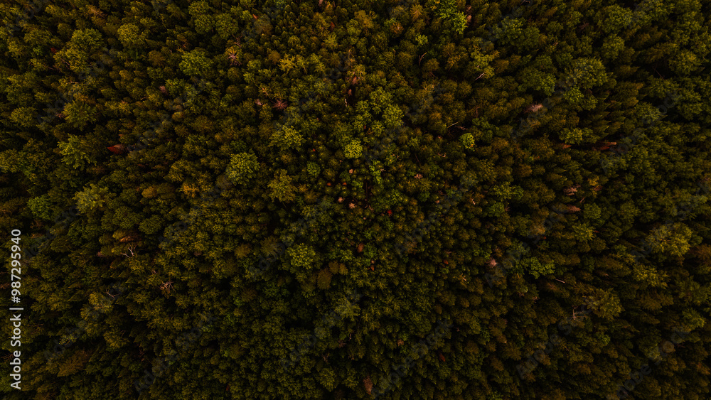Aerial shot of a forest taken with a drone Aerial shot of a forest taken with a drone