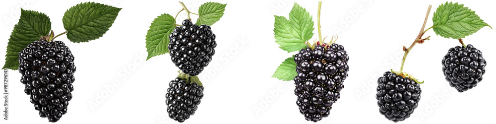 Collage of blackberry illustrations isolated on white background. Set of PNG isolated fruits. Collage of blackberry illustrations isolated on white background. Set of PNG isolated fruits.