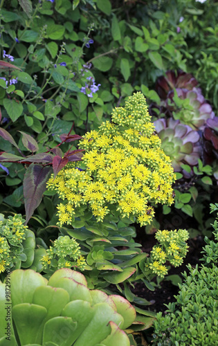 Closeup of a yellow Saucer Plant bloom, Powys Wales
 photo