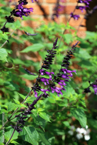 Closeup of sunlit Anise-scented Sage flowers, Powys Wales
 photo