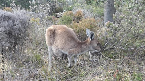 Känguru mit Baby im Beutel isst und kratzt sich am Rücken photo