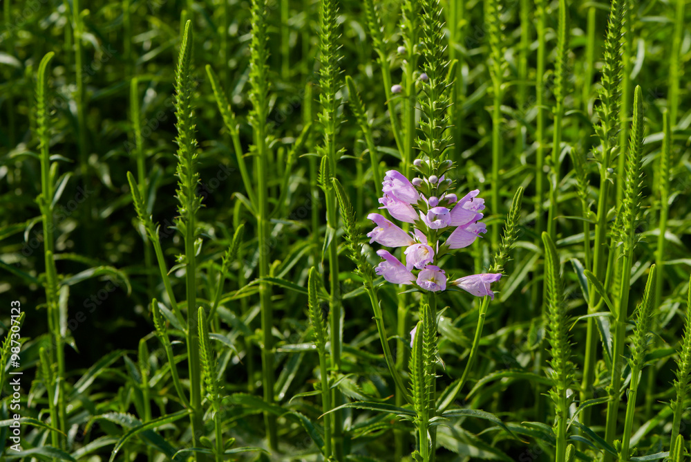 The fake dragon head flower blooming in the park The fake dragon head flower blooming in the park