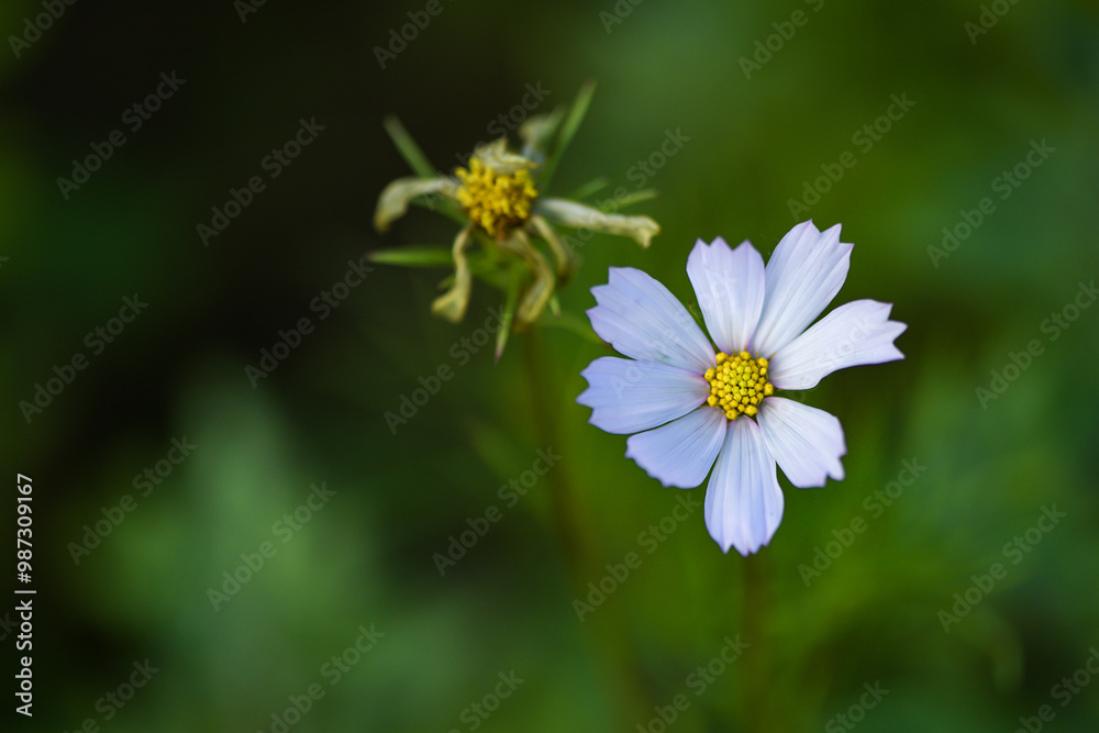 In summer, colorful Gesang flowers bloom In summer, colorful Gesang flowers bloom