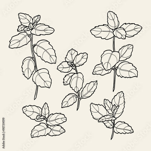 Line art mint branches collection