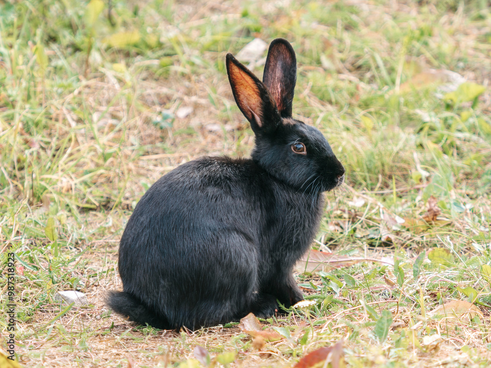 Fototapeta premium Cute black rabbit in grassland outdoors. The black rabbit, often color variant of domestic rabbits, has sleek dark fur. Black rabbits are friendly and social, making them popular pets