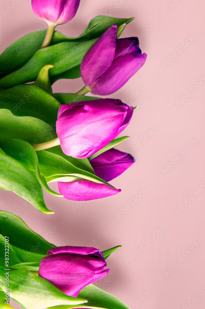 Fresh flower composition, bouquet of bi color tulips, pale pink and white gradient background. International Women's day, mother's day greeting concept. Copy space, close up, top view, flat lay. Fresh flower composition, bouquet of bi color tulips, pale pink and white gradient background. International Women's day, mother's day greeting concept. Copy space, close up, top view, flat lay.