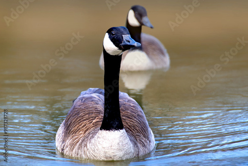 Canadian geese, Branta canadensis on the lake. Wild geese swim in the Park,Close-up of a Canada goose Branta canadensis, foraging in a green meadow