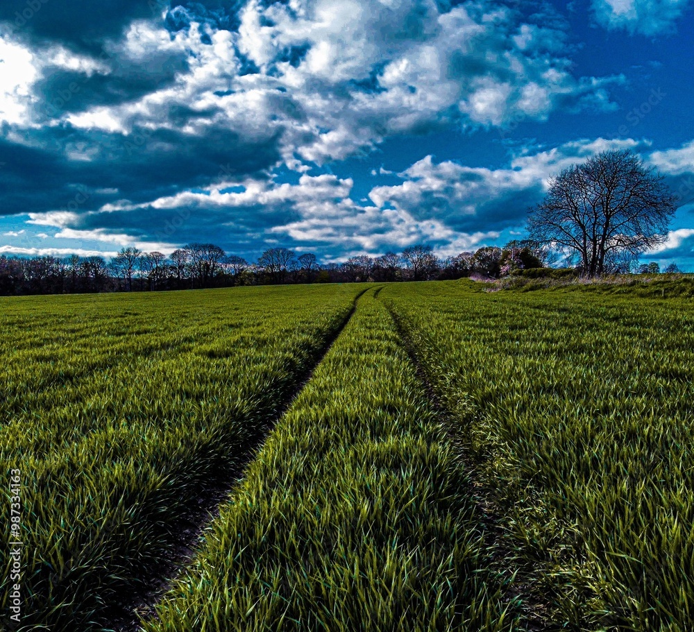 Fototapeta premium Field during day