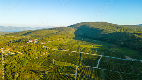 A breathtaking aerial view of the Vrbnik winery fields at sunset, located on the island of Krk, Croatia. The golden hues of the setting sun cast a warm glow over the rolling vineyards photo