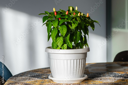 Small peppers sown from seeds purchased from Amalfi