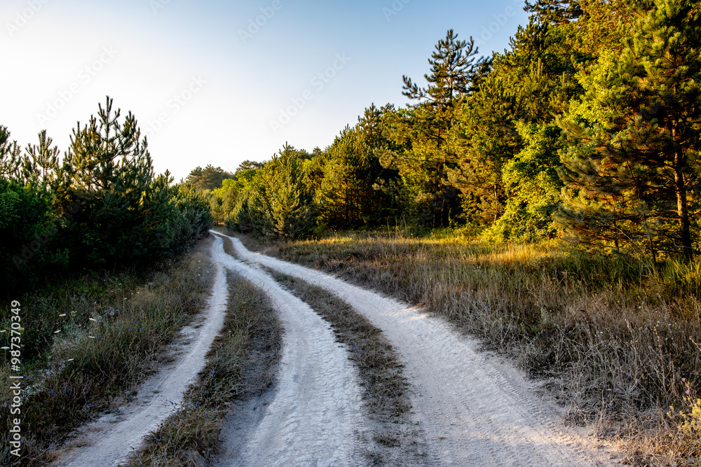 Fototapeta premium A dirt road for cars running through the forest.