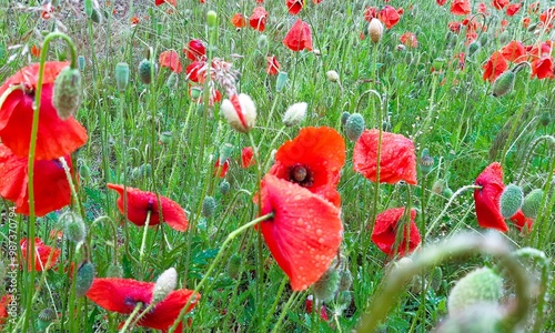 Poppies on green meadow after rain on summer with selective focus. Raindrops can be seen on the flowers.