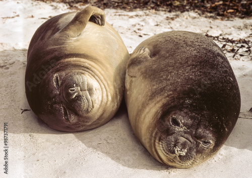 Eléphant de mer, Mirounga leonina,  Iles Falkland, Malouines photo