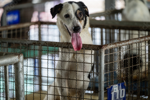 A playful dog with a wagging tongue waiting for adoption at an animal shelter during the day photo