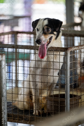 Fototapeta Naklejka Na Ścianę i Meble -  A dog rests inside a cage at an animal shelter during midday, showing signs of waiting for adoption in a caring environment