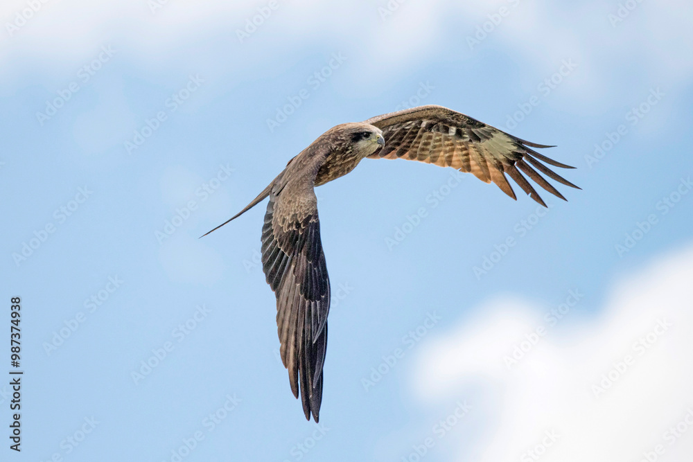 An eagle flies in the sky in the mountains