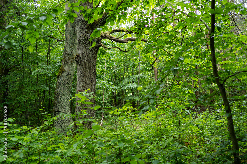 Fototapeta premium Trees in Bialowieza Forest in Poland