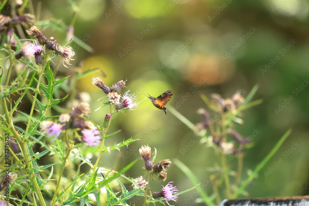  Burnt-spot hummingbird hawkmothsitting on thistle flower in summer meadow.