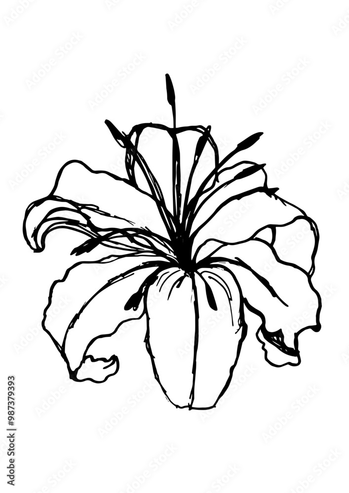 Fototapeta premium Hand made vectorised ink drawing of lily