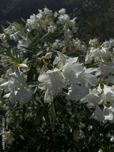 Foto flowers from menerbes, France white hibiscus and oleander in 4K quality vs