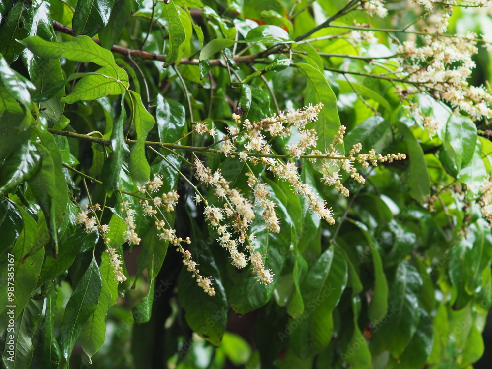 longan flower blooming on tree ready for transection to fruit