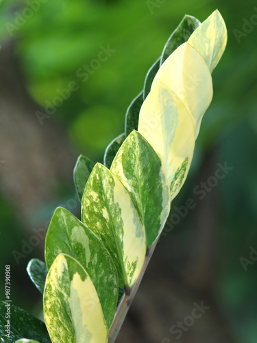 zamioculcas zamiifolia variegated bueatyful leafe in house pot decorate garden  photo