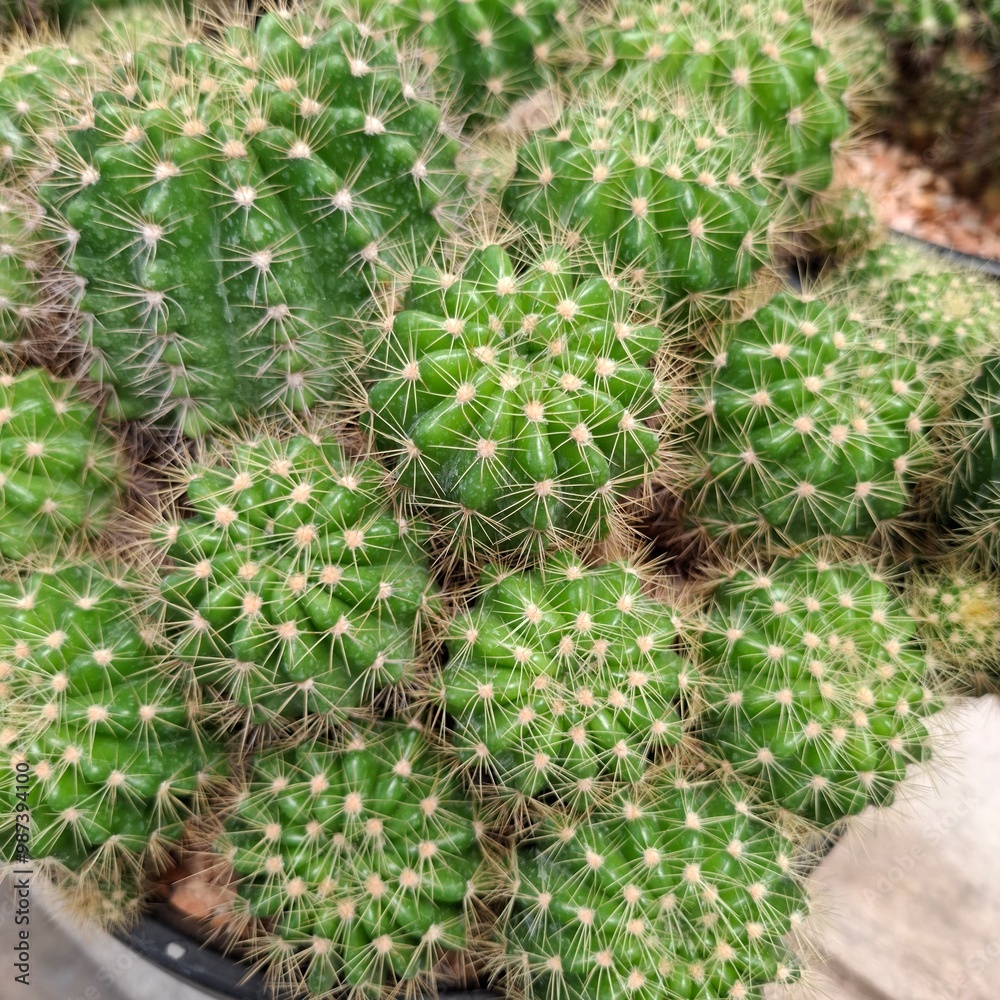 cactus in the garden cactus in the garden