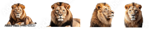 Set, collection of Majestic lion isolated on transparent background.