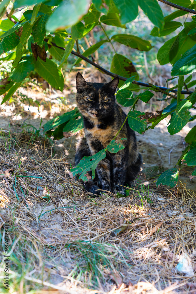 Fototapeta premium A dark-colored, skinny stray cat.