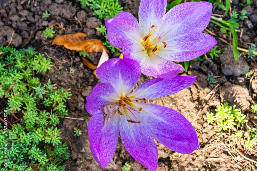 Purple flowers of autumn lilac, Colchicum. Purple flowers of autumn lilac, Colchicum.