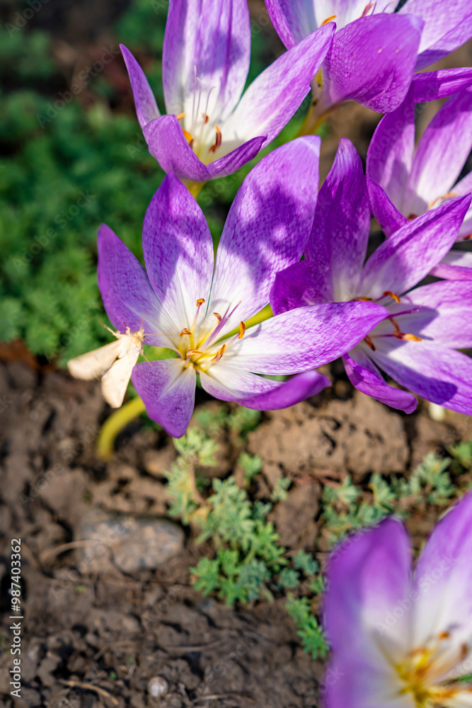 Purple flowers of autumn lilac, Colchicum. Purple flowers of autumn lilac, Colchicum.