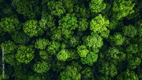 Aerial view of nature green forest and tree. Forest ecosystem and health concept and background, generative ai