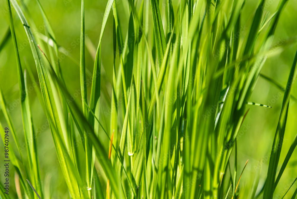 A vibrant green backdrop created by a close-up shot of grass on a meadow, the rich, lively hues of the blades forming a soft, natural texture that fills the entire frame. A vibrant green backdrop created by a close-up shot of grass on a meadow, the rich, lively hues of the blades forming a soft, natural texture that fills the entire frame.