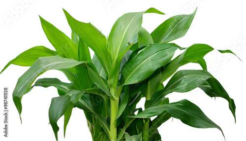 Vibrant green plant with lush leaves on a white isolated background.