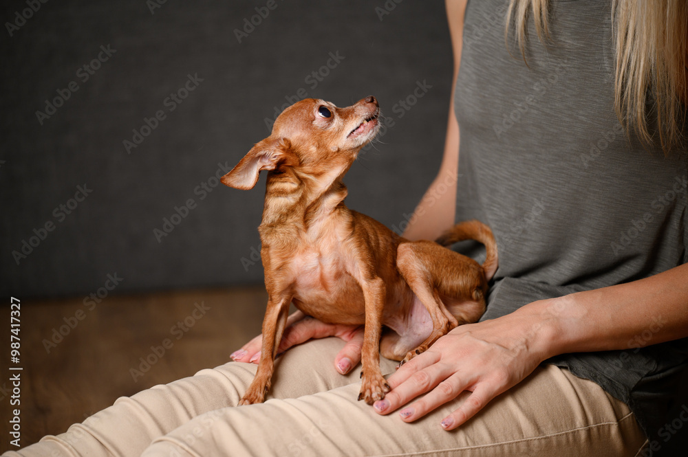 Woman sees on floor and holds cute mini toy terrier dog, plays with it, close-up. Human-dog friendship concept, foster pet Woman sees on floor and holds cute mini toy terrier dog, plays with it, close-up. Human-dog friendship concept, foster pet